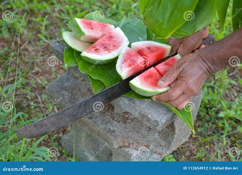 Cook Islander Cuts Watermelon with Long Sharp Knife in Rarotonga Cook ...
