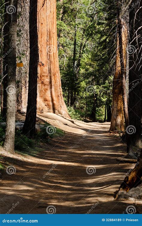 Walkway through Giant Sequoia Redwood Forest in Yosemite National Park Stock Image - Image of ...