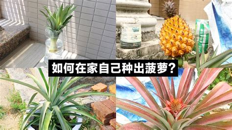 种植菠萝的乐趣——如何在家自己种菠萝？|从菠萝头一直种到菠萝收获|菠萝如何养护才能收获果实？