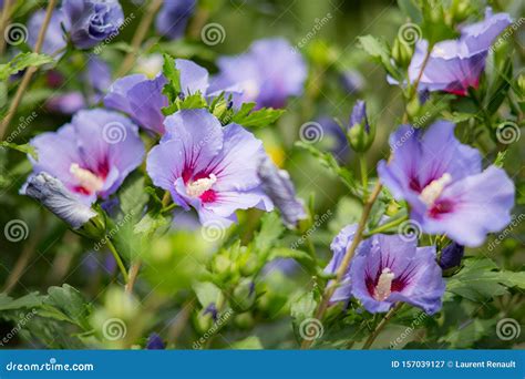 Purple hibiscus flower stock image. Image of purple - 157039127