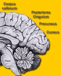 Cingulate cortex Anatomy 的图像结果