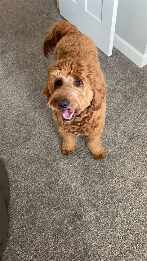 1 year old : r/Goldendoodles