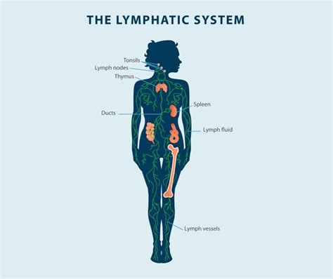 Image result for Lymphatic System Disorders