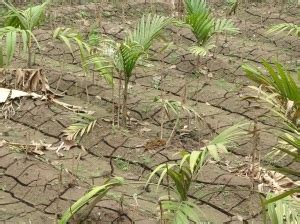 Can floods lead to drought? After the flood, severe drought looming ...