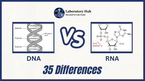 Image result for DNA Vs RNA Codons