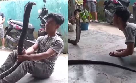 When this boy started dancing with the king cobra, picked up the snake ...