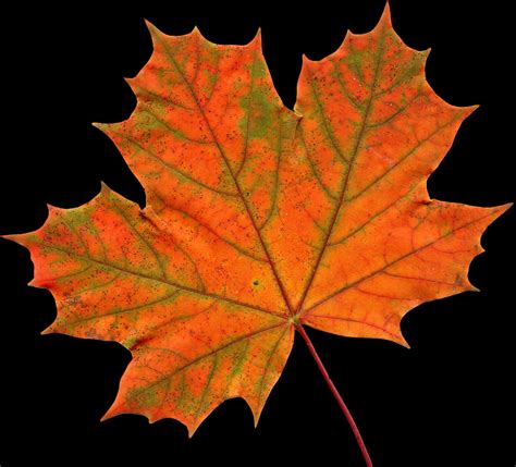 Download Autumn Maple Leaf Clipart | Wallpapers.com