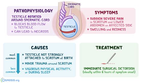 Testicular Pain Causes