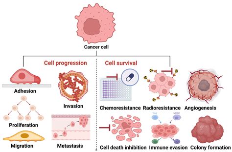 Cell Progression and Survival Functions of Enzymes Secreted in ...