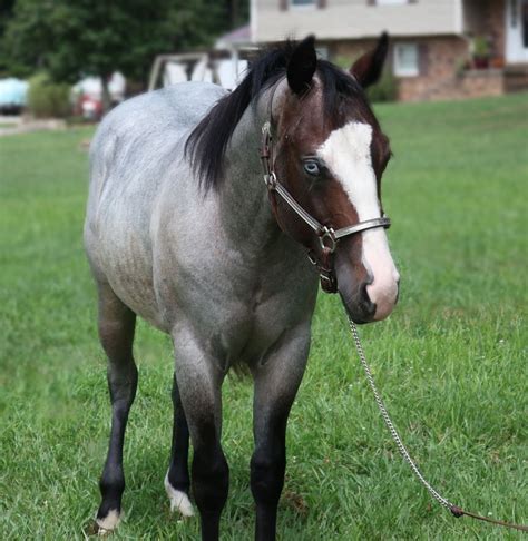 What Color Is A Bay Roan Horse at Archer Ruth blog