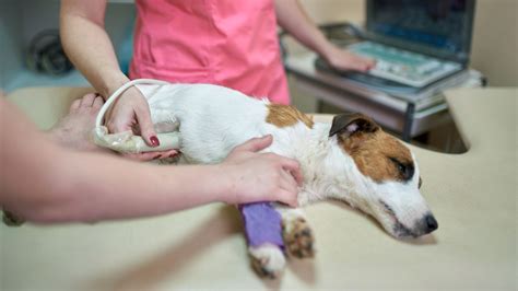 Pet Diagnostic Imaging In Aumsville, OR 97325 | Aumsville Animal Clinic ...
