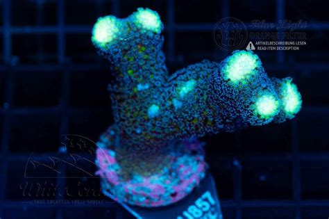Stylophora Milka (WCC)(Filter)-SPS3_251027_029