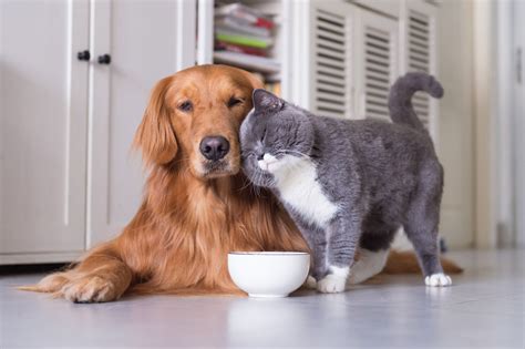 Are Dogs More Intelligent Than Cats? The Science Finally Explained
