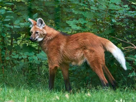 Maned Wolves 的图像结果