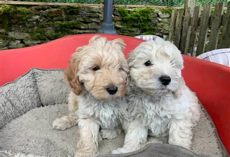 Cavapoo Puppies Available For sale in India - Breed n Breeder