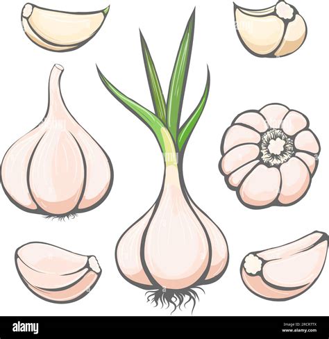 What Is Ajo In English at Joseph Heil blog