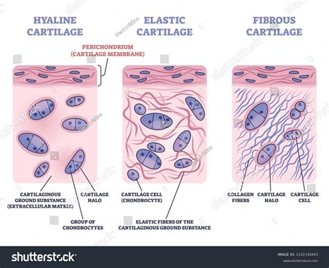 Where Is Elastic Cartilage Found