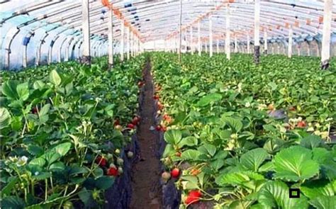 草莓栽培种植技术（上） ——草莓的种植与施肥-寿光市中荷无土栽培研究所