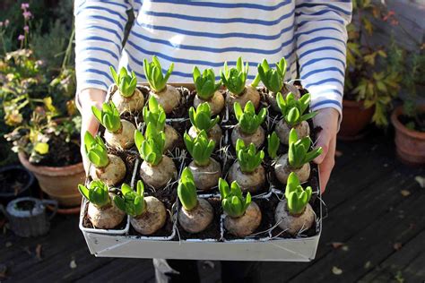 Planting, Growing, and Caring for Hyacinth