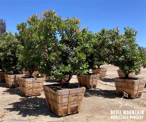 Arbutus 'Marina' - Devil Mountain Wholesale Nursery