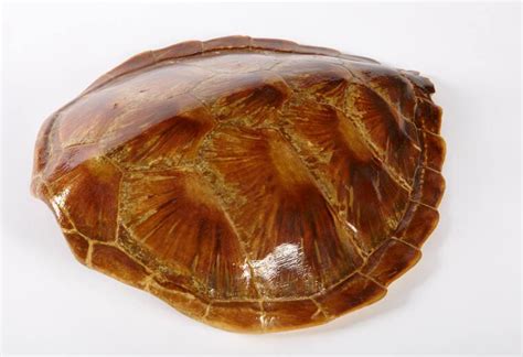 Image result for Sea Turtle Shell