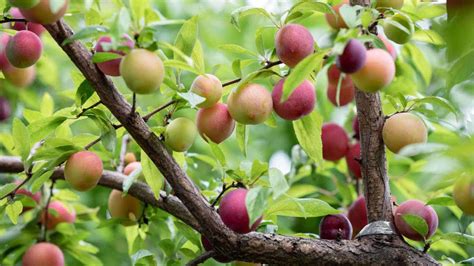 Image result for Root Rot Plum Tree