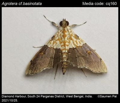 Agrotera basinotata Hampson, 1891 - | Moths