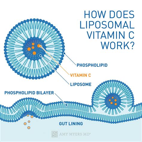What Is Liposomal Vitamin C & How It Works | Amy Myers MD