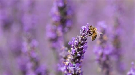 Bing HD Wallpaper May 20, 2025: World Bee Day - Bing Wallpaper Gallery