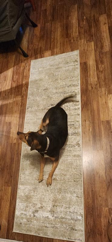 Nourison Glam Modern Distressed Indoor Area Rug Cream Grey 9' x 12' in ...