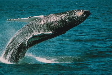 Types Of Whales - The Cape May Whale Watcher