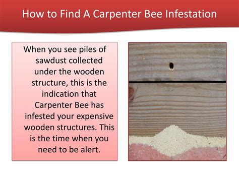 PPT - Carpenter Bee Removal and Control PowerPoint Presentation, free ...