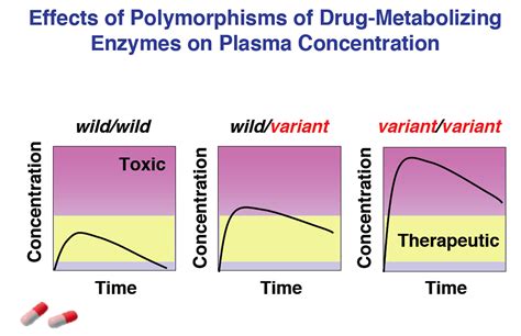 Image result for Genetic Polymorphism
