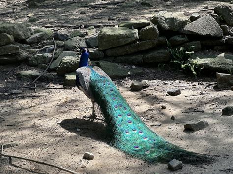 Yellow River Wildlife Sanctuary, Lilburn, GA: Information, Tickets and ...