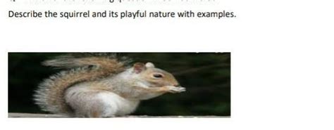Describe the squirrel and its playful nature with examples. Describe ...