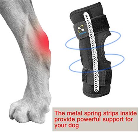 Top 10 Acl Knee Brace For Dogs Rear Leg of 2020 - Savorysights
