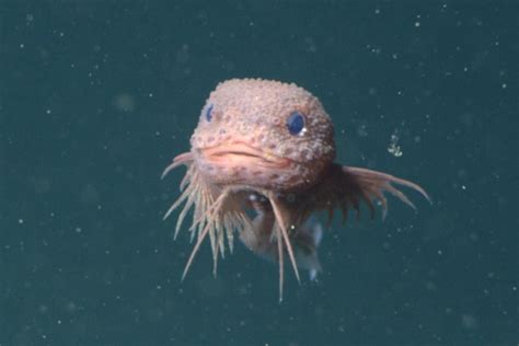 Scientists Discover Strange New Deep-Sea Fish Species