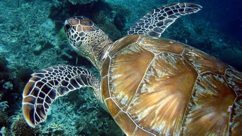 Scuba Diving In Malaysia: Top Spots For A Thrilling Underwater Adventure