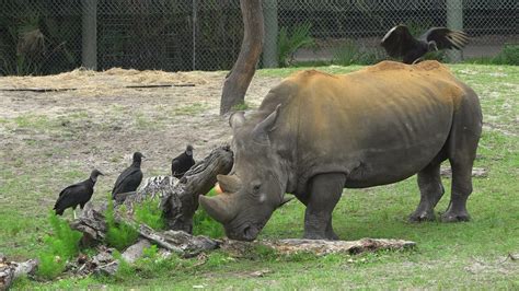 Jacksonville zoo's Archie, oldest male white southern rhino in care ...