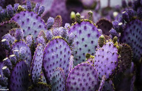 Purple Prickly Pear Cactus Flower