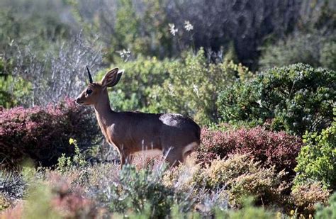 6 National Parks In Cape Town You Must Visit