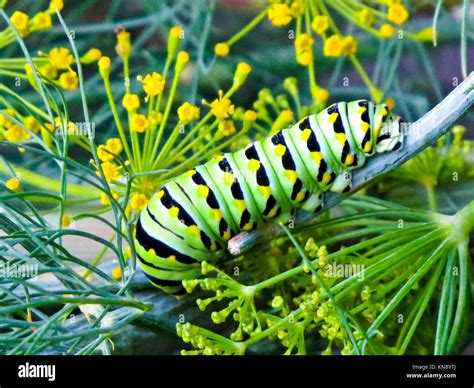 Black Swallowtail Caterpillar