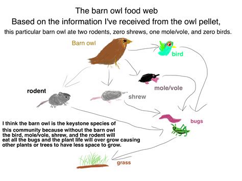 The barn owl food web by ryanxusteam on DeviantArt