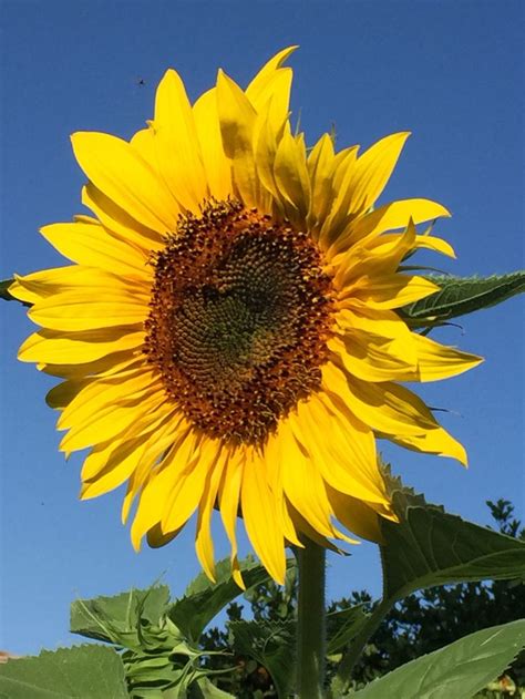 Image result for Sunflower Optimization Algorithm
