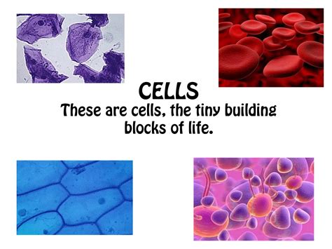 Image result for Cells Tutorial