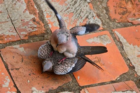 Spotted Doves Courting and Mating