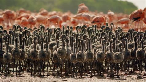 In this flock of 20,000 flamingos, a father and his chick must find ...