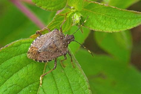 What Attracts Stink Bugs to Your Home? – Aptive Pest Control