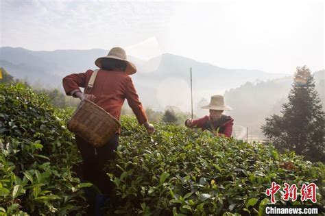 谷雨时节 吉安茶农清晨采茶忙（图）凤凰网江西_凤凰网