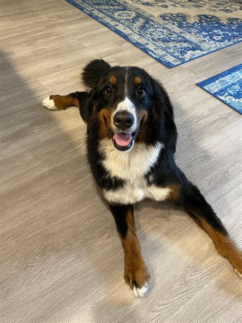 Bernese Mountain Dog Lab Mix Info